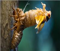 من أجل التزاوج.. حشرة «السيكادا» تخرج بالمليارات من تحت الأرض وتجتاح 18 ولاية أمريكية 