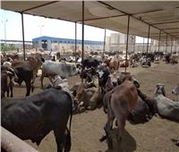 استقبال 500 رأس ماشية استعدادًا لعيد الأضحى ببورسعيد