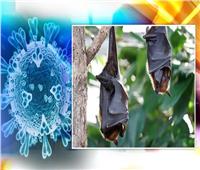 اكتشاف 24 فيروسًا جديدًا في الخفافيش مشابهًا لـ «كورونا»
