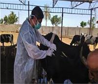 تحصين 113 ألف رأس ماشية ضد الجلد العقدي وجدري الضأن في «بني سويف»
