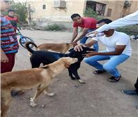«طب بيطري أسوان» تطلق حملة «تطعيم وتعقيم كلاب الشوارع»