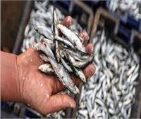ضبط 3 أطنان أسماك غير صالحة للاستهلاك بالقليوبية