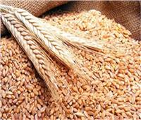 التموين تفتح 450 موقعًا لمواصلة استلام محصول القمح 