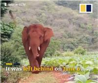 انشق عن قطيعه.. رحلة نادرة لفيل في الصين| فيديو 