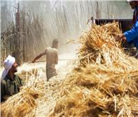 «الجريدة الرسمية» تنشر قرار يضم 3 وزارات لتسليم وتخزين محصول القمح 