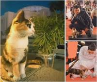 مجدي صابر: تحقيق موسع في تسمم «قطة» دار الأوبرا |فيديو