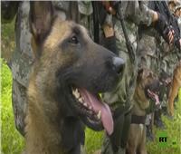 تدريب الكلاب العسكرية في الجيش الصيني..فيديو