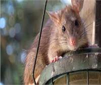  الفئران تغزو سجناً أسترالياً.. والسلطات تجلي المعتقلين