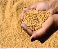  انتهاء موسم حصاد محصول القمح في المنيا