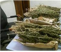 ضبط كمية من «البانجو» و4 أسلحة نارية بحوزة 6 متهمين في أسوان
