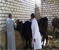 تحصين 128 ألف رأس ماشية ضد الجلد العقدي في بني سويف