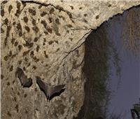 يطلق عليه «نيباه» .. تفشي أخطر الفيروسات في الهند بين الخفافيش       