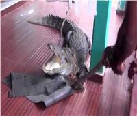 تمساح يُهاجم منزل فتاة في سيريلانكا.. طوله 3 أمتار| فيديو 