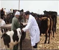 «الخدمات البيطرية»: 3 حملات تحصين للحيوانات من الأمراض سنويا | فيديو