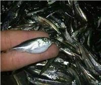 «قاتل يختبئ بين البساريا».. صحة الغربية تحذر من سمكة سامة بالأسواق