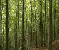 «الزراعة» تستعرض جهود رفع كفاءة الغابات الشجرية
