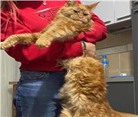 صور| طييبة روسية بالغردقة تعلن عن مكافأة كبيرة لمن يعثر على قطها الغريب