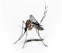 «بعوض مكافح للمرض».. إستراتيجية جديدة لمكافحة حمى الضنك