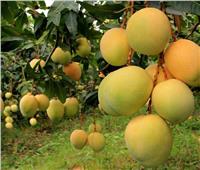 «الزراعة» تكشف سبب انتشار العفن الهبابي في المانجو