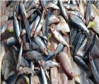 ضبط حوالي 2 طن أسماك فاسدة بالقاهرة 