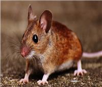 نصائح منزلية | الطرق الطبيعية للتخلص من الفئران من المنزل 