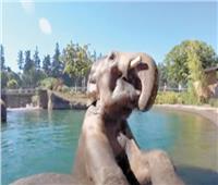 «الفيلة» فى حمام السباحة