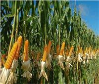 «الزراعة» تصدر 5 نصائح بشأن «الذرة الشامية»