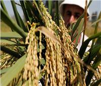 «التموين»: استلام 210 آلاف طن أرز