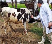 مدير الطب البيطري بالغربية تحصين ٥٧ الف رأس ماشية ضد الحمى القلاعية ‎‎