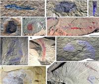 اكتشاف كنز أحفوري في الصين يعود لـ 518 مليون سنة| صور