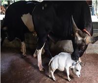 "البقرة القزم" الأصغر في العالم تقترب من "جينيس" |فيديو