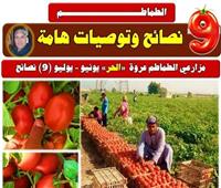 نصائح هامة من مركز تغير المناخ لـ«مزارعي الطماطم» 
