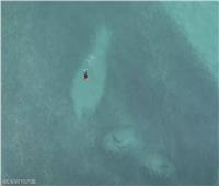 لحظات مرعبة.. «راكبي الأمواج» يسبحون بالقرب من أسماك قرش| فيديو