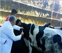 بيطري المنوفية: تحصين أكثر من 143 ألف رأس ماشية ضد مرض الحمى القلاعية