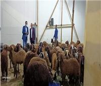 بمناسبة العيد.. «تموين الأقصر» تفتتح منافذ لبيع اللحوم بسعر التكلفة