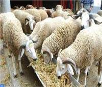  محطة تسمين الماشية جنوب بورسعيد تطرح العجول الحية بسعر( ٥٨ )جنيه للكيلو .. و (٦٥)جنيه للخراف الحية