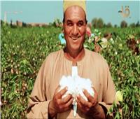 الذهب الأبيض يستعيد بريقه.. استراتيجية لزراعة وتسويق القطن المصري|فيديو
