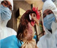 الصين تعلن تسجيل إصابة مسن بإنفلونزا الطيور