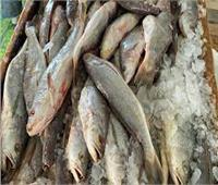 ضبط 2.5 طن أسماك مجمدة غير صالحة بكفر الشيخ