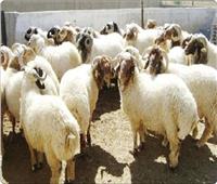 «حماية المستهلك» يقدم نصائح لشراء خروف العيد