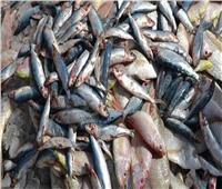التحفظ على طن أسماك فاسدة داخل أسواق محافظة القليوبية