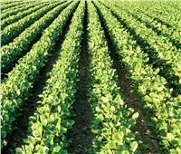 «الزراعة» تطالب الفلاحين بتأجيل زراعة الثوم .. لهذا السبب