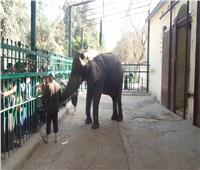 حديقة الحيوان تستقبل 18 ألف زائر خلال أول أيام العيد