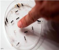 وصفة سحرية للقضاء على الحشرات والأبراص | فيديو