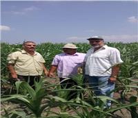 5 توصيات مهمة  لمزارعي الذرة الشامية أبرزها ري المحصول باكرا