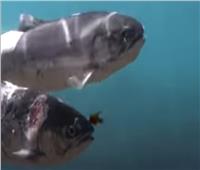 كارثة في المحيط الهادىء.. أسماك السالمون تحترق تحت الماء| فيديو