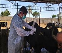 تحصين 3.4 مليون رأس ماشية ضد الحمى القلاعية والوادي المتصدع