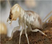 دمر الأثاث والأخشاب| الزراعة تطلق حملة لمكافحة النمل الأبيض فى العريش