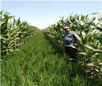 في تجربة فريدة.. تحميل الذرة الشامية علي أرز زراعة جافة بالمحلة الكبرى 