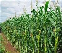 توصيات لمزارعي محصول الذرة الرفيعة خلال شهر أغسطس